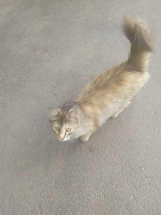 Кошечка Маркиза Великая