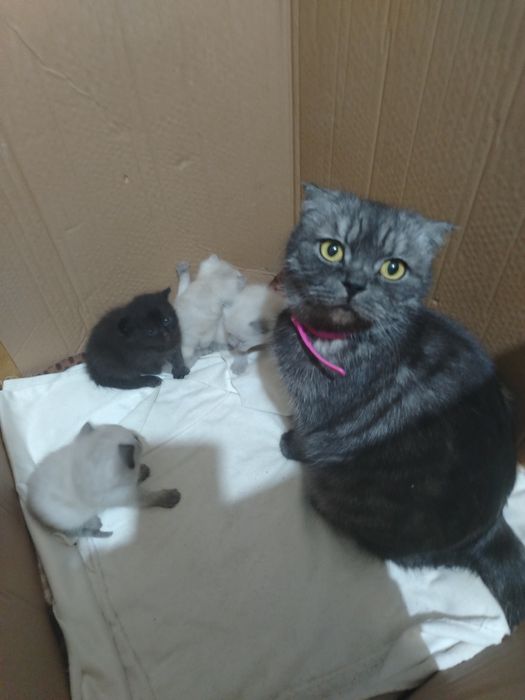 Продаётся котята весла ухи