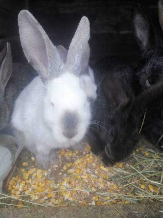 Iepuri de diferite mărimi – vând sau schimb pe găini