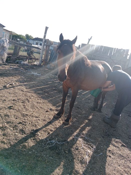 Сауынды бие сатылады