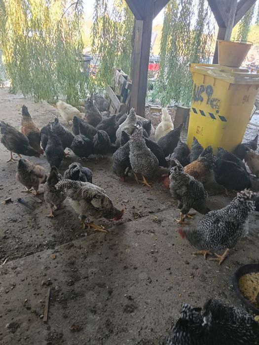 Vând găini, puicuțe, cocoși, curcan