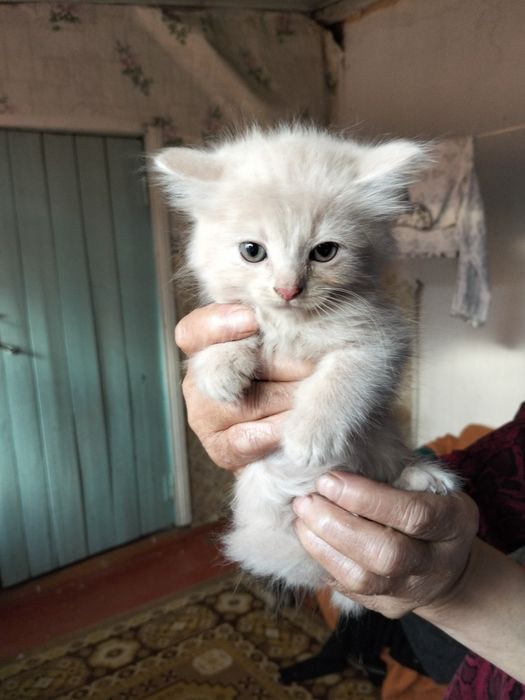 Отдам котят бесплатно