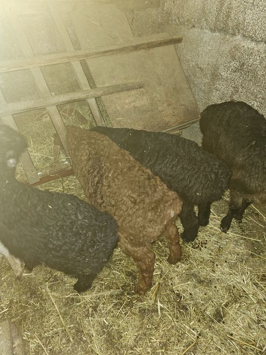 Продам ягнят гисаров
