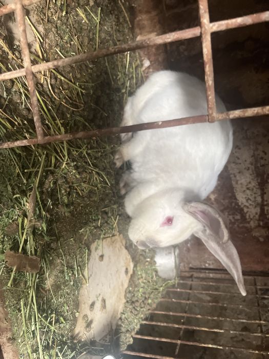 Кролихи    домашние.    годовалые