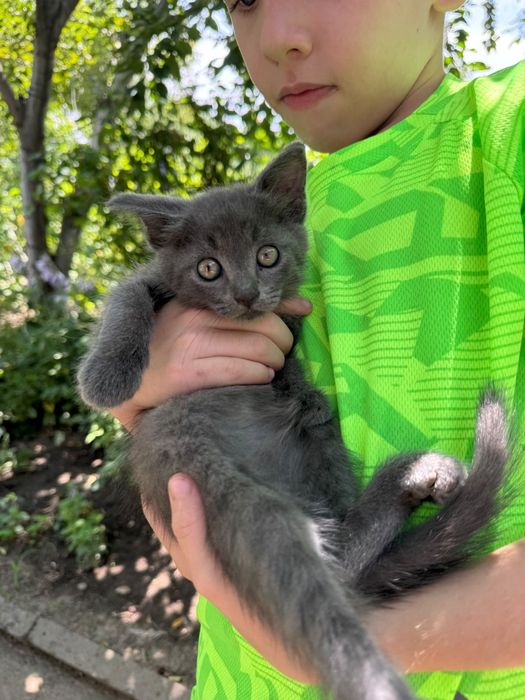 Отдам милых котят в добрые руки.