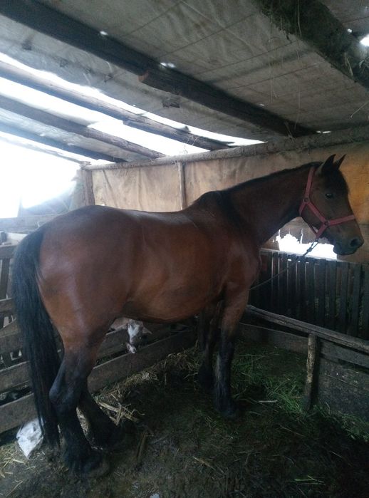 Schimb două vaci cu lapte cu viței lângă ele și un cal pe un tractor cu freza