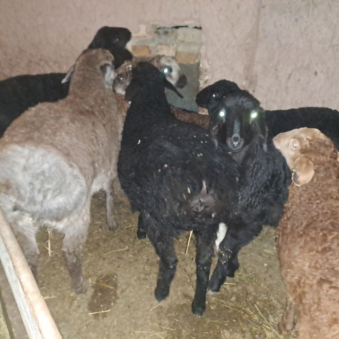 Семиз козылар 2 ерке 7 ургашы