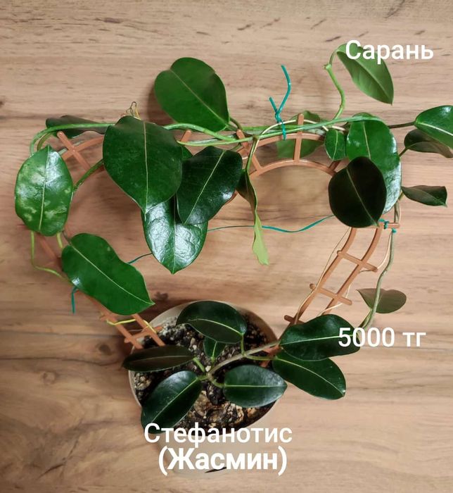 Стробилантес,Жасмин, Тилландсия, Монстера,Калла