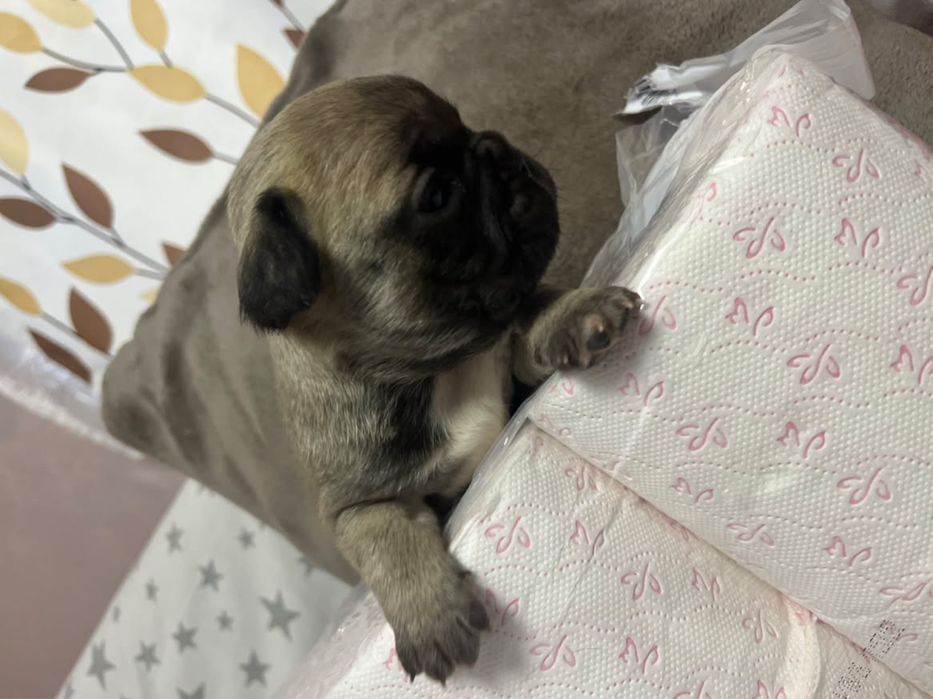 Vand puiut de bulldog francez urget!