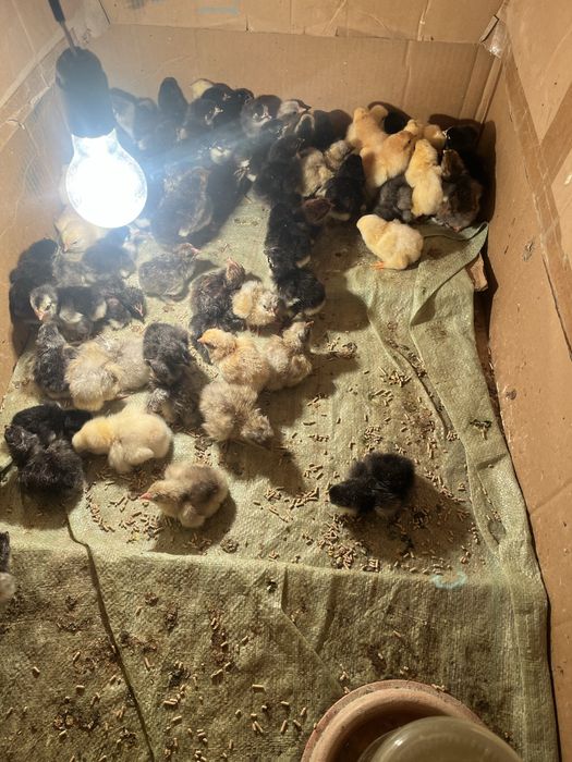 Brama va avstrelop jo’jalari sotiladi