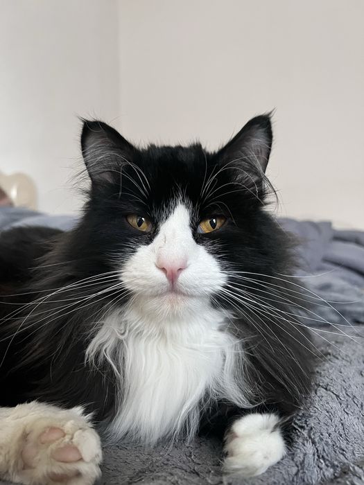 отдам в добрые руки котика