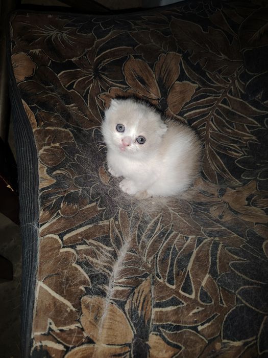 Котёнок Скоттиш Фолд 2,5 месяц