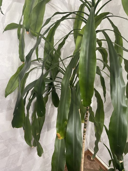 Продам комнатные растения