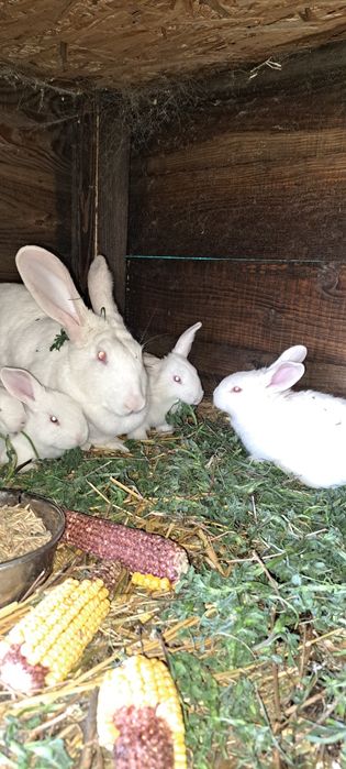 Iepurași hycole francez.