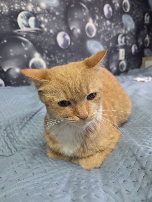 Отдам кошку в добрые руки