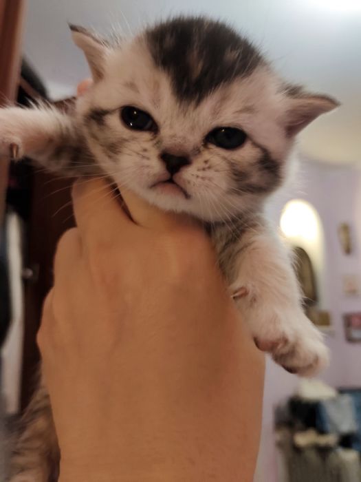 Котята шотландцы!