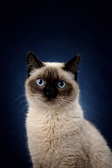 Отдам кошечку СИМУ. стерилизована