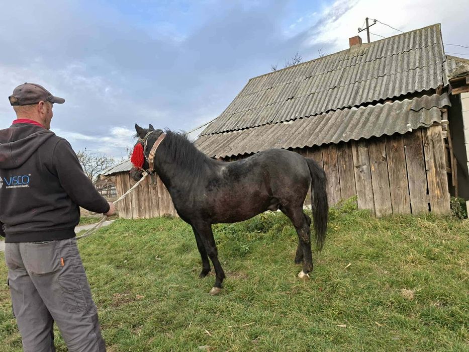 D.V manz de 2 ani pret 6.000RON