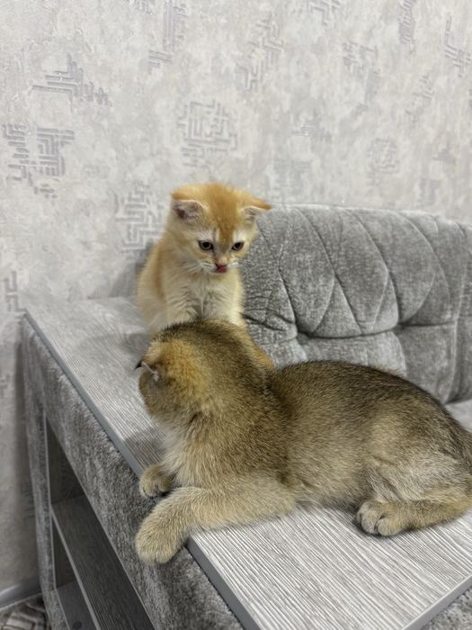 Zolotaya shinshela scotish stright