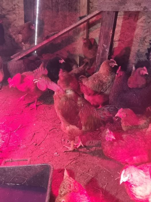 Cocos si gaini de vanzare