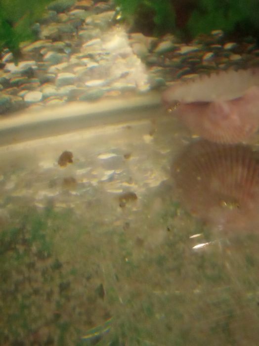 Рыба аквариум , мольки