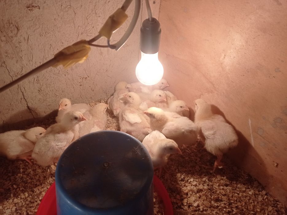 Broler jujalar sotiladi