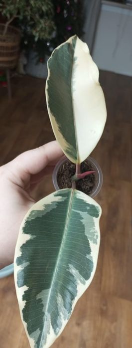 Продам комнатные цветы