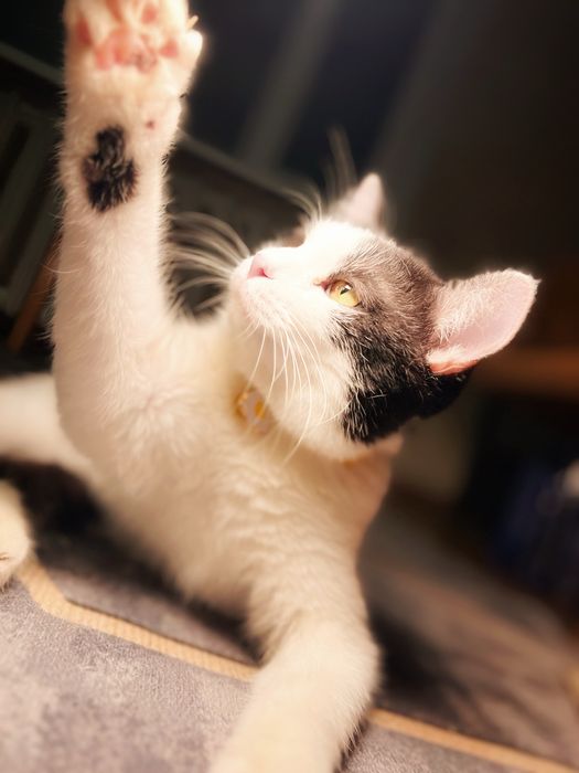 Очень тактильный котик в добрые руки