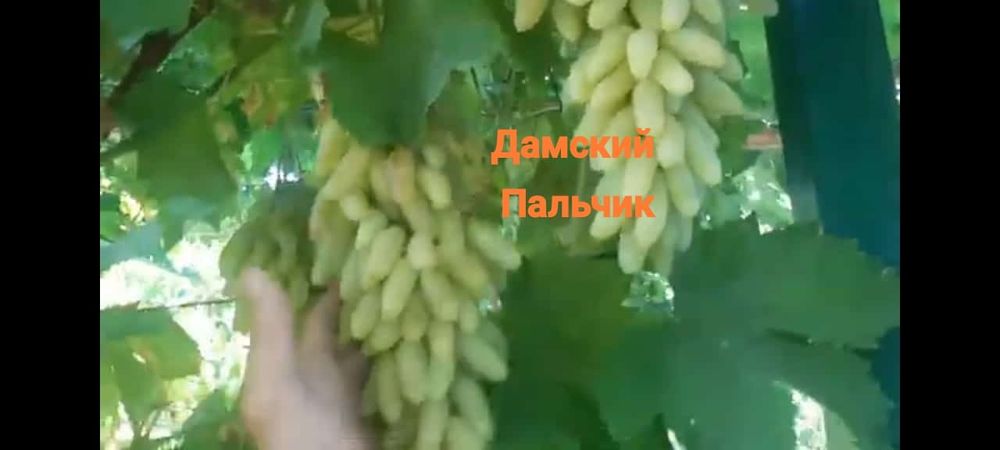 Продам саженец виноград