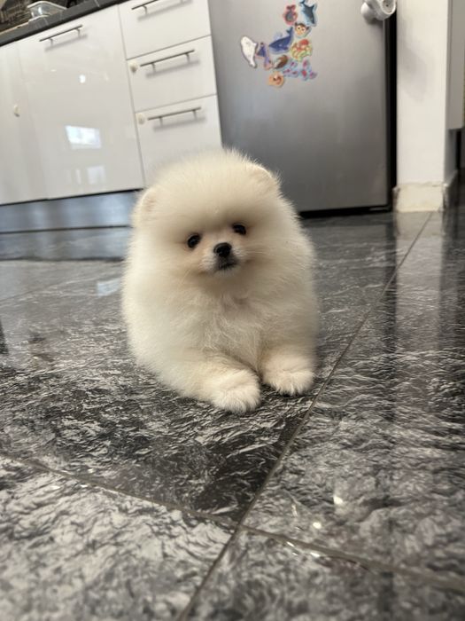 cățeluș  Pomeranian FCI