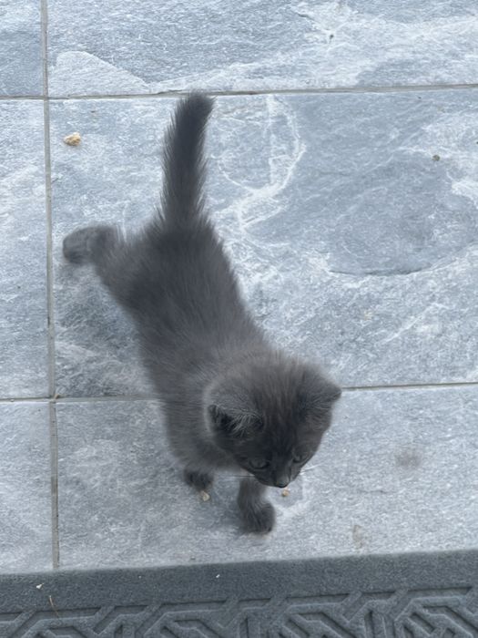 Котята в хорошие руки