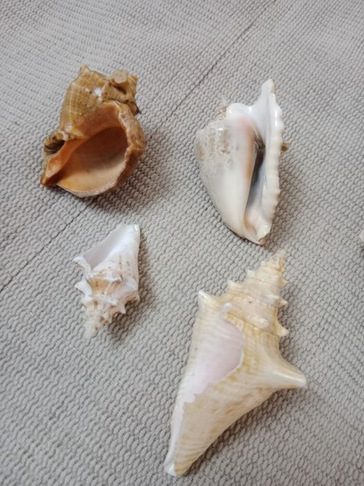 Продам морские натуральные ракушки
