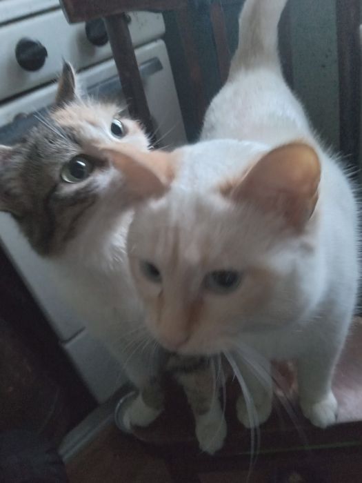 Подарю кошечку и кота.