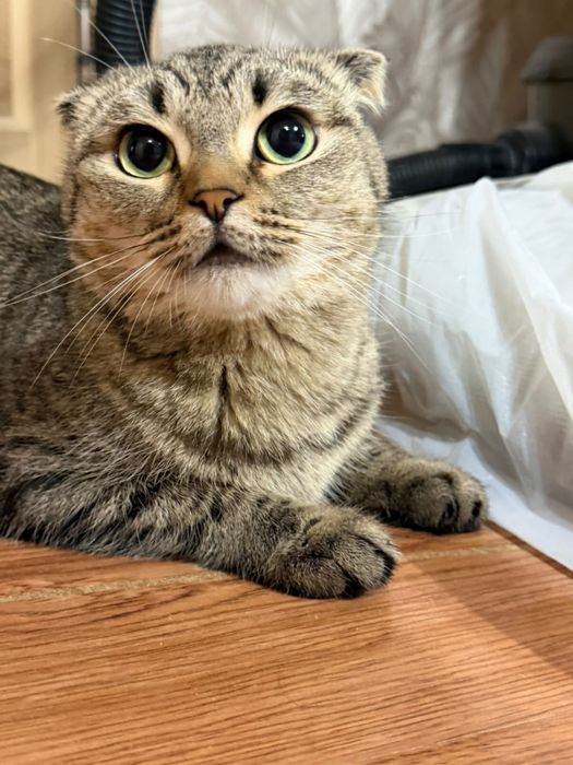 Кошка породистая