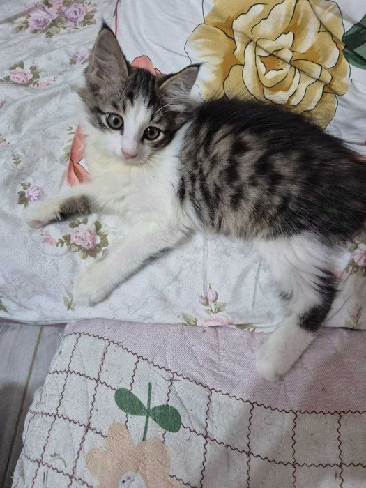 Отдадим в хорошие руки котёнка.