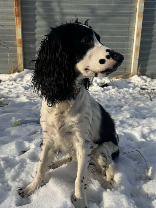 Русский охотничий спаниель