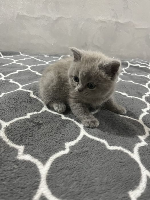 Котята британские