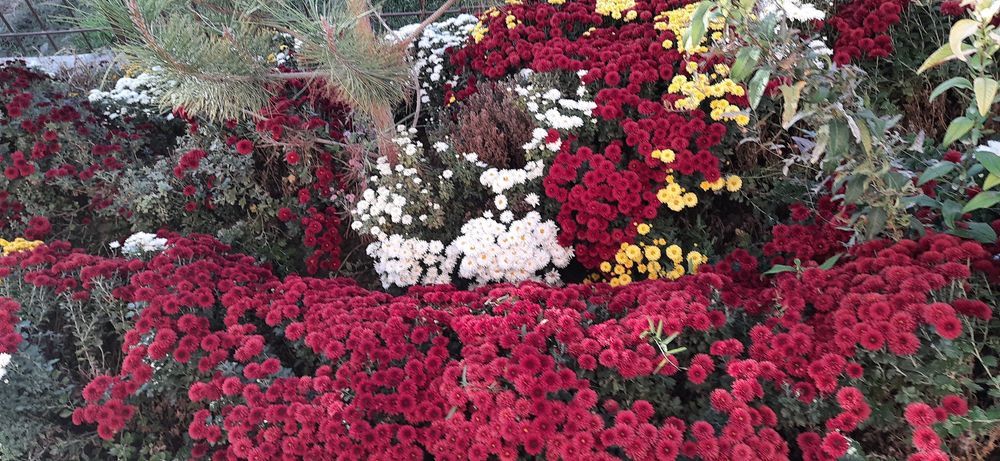 Xrizantema guli sotiladi,har xil rangi bor globus  shakldagi