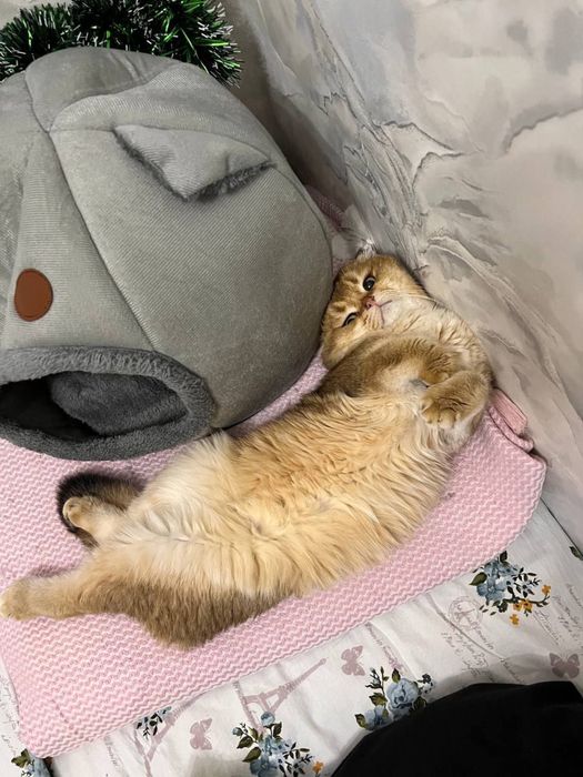 Вязка Золотая Шиншилла NY12 Фолд