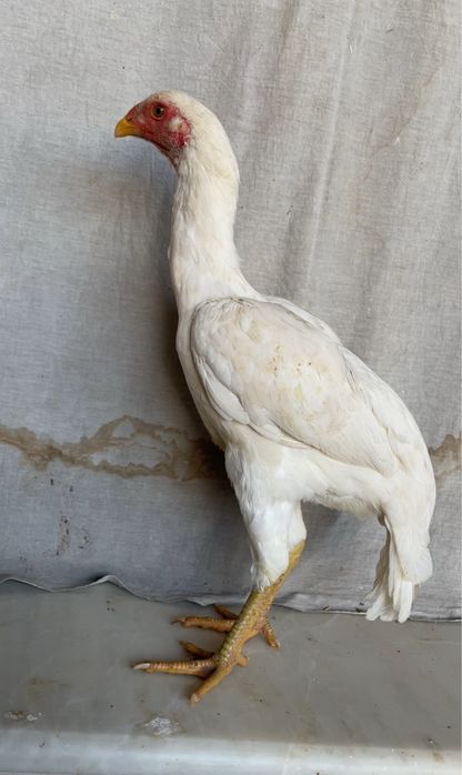 Bir yoshda ikkita porno tomosha qiling