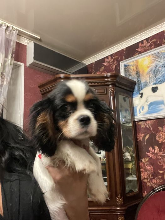 Кавалер кинг чарльз спаниель