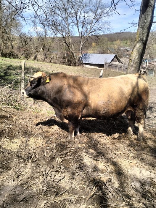 Taur Aubrac de vânzare