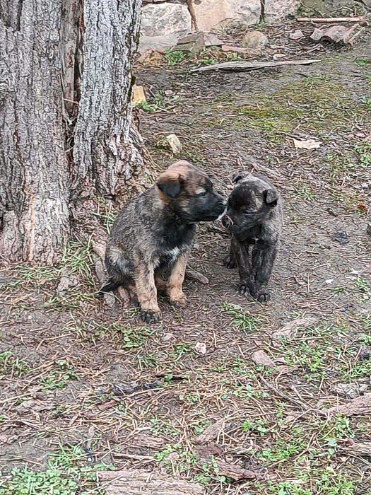 Подарявам кучета микс Кане Корсо/Питбул