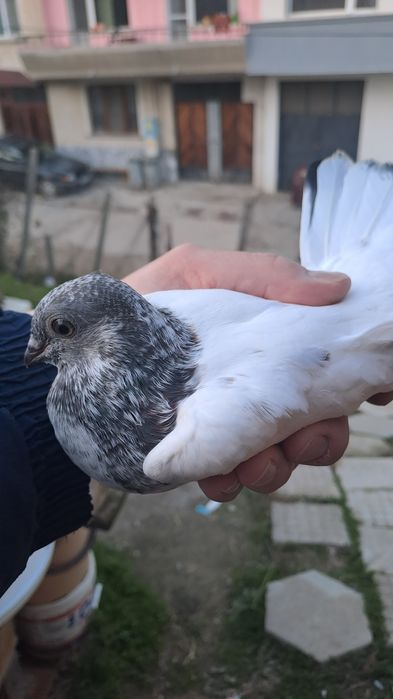 Будапещенски Унгарци