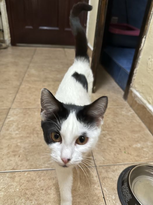 Подарявам котета