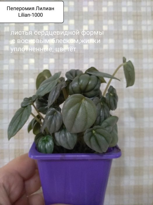 Продам Сингониумы.Пеперомии
