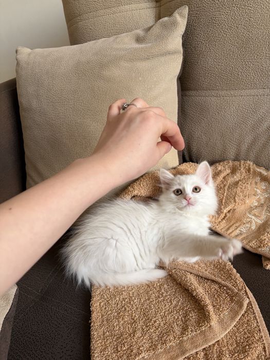 Продам белого котёнка, 3 месяца.