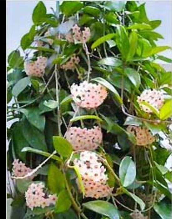 Цветы  Хоя большая