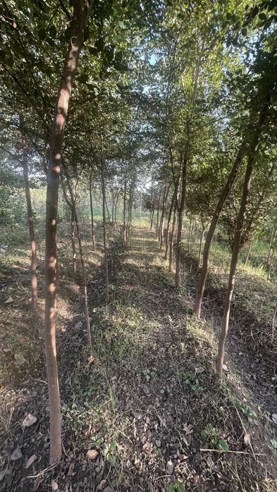 Lola kAshtan pavloniya qayragoch klyon yasen