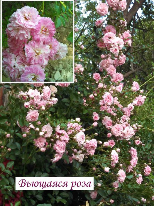 Калина Саржента цветущий кустарник и др.